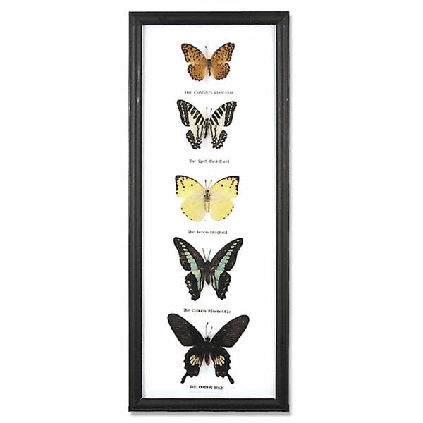 Butterfly Specimens Framed - BTF39