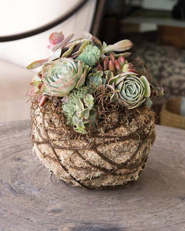 Succulent Kokedama Kit 6 in