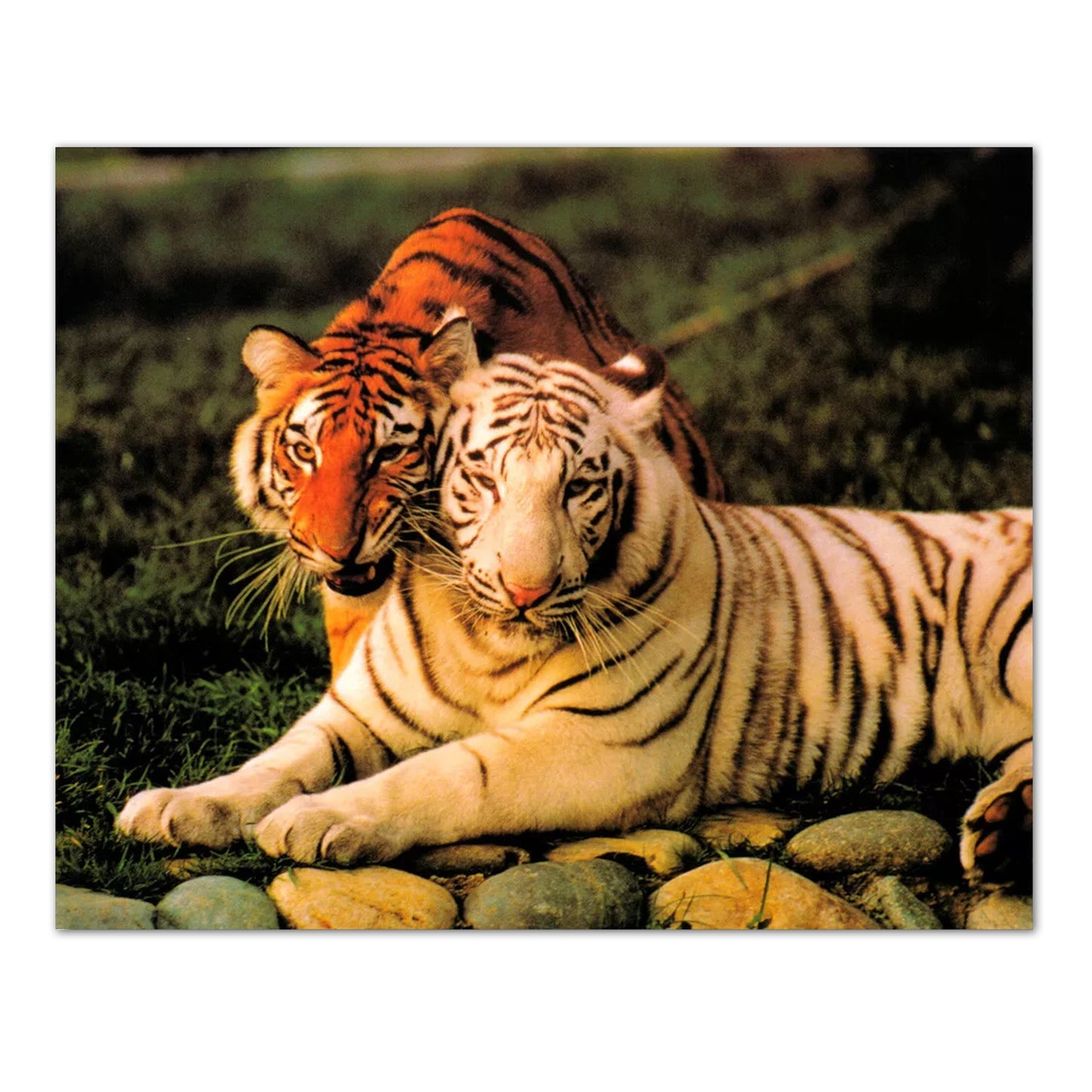 Tiger Pair White and Orange Tigers Up Close Photo Wall Picture 8x10 Art Print