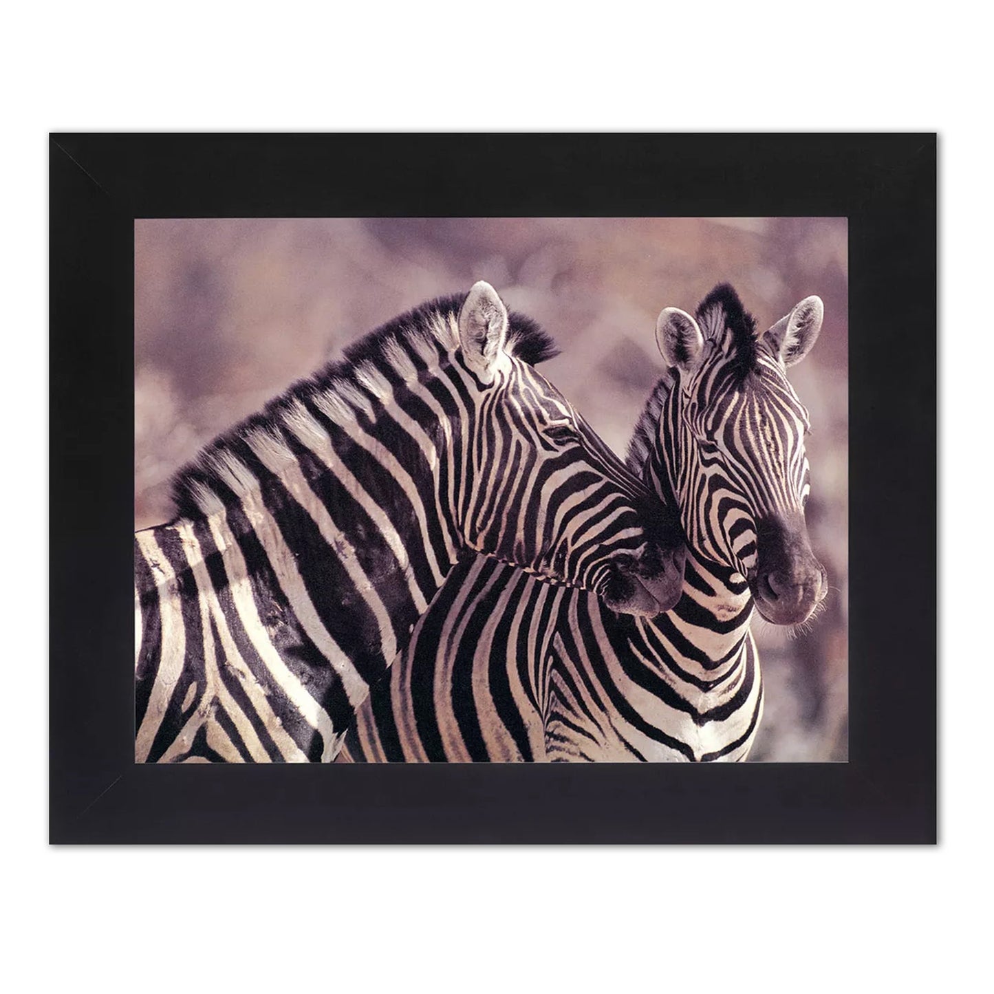 African Striped Zebras Hugging Photo Wall Picture Black Framed