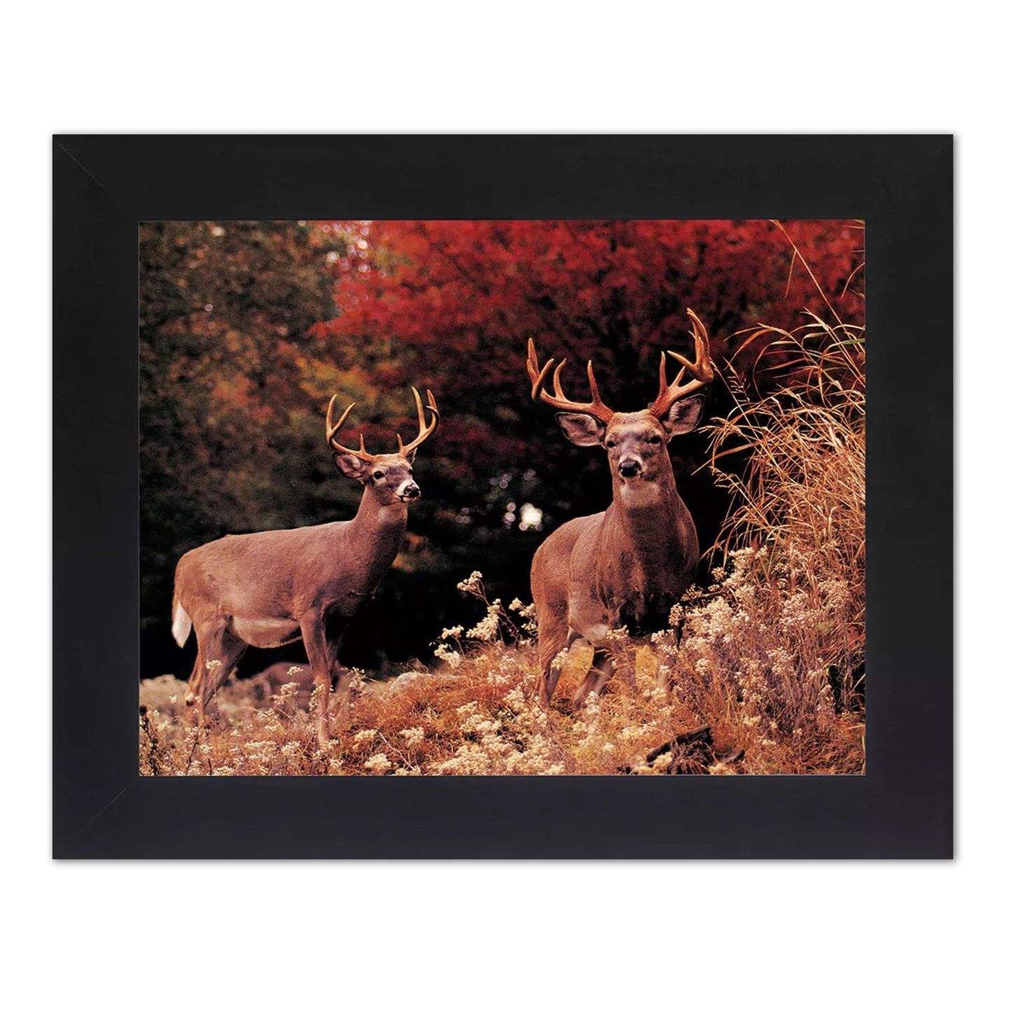 Two Buck Deer Large Antler Racks in Grass Photo Wall Picture Black Framed
