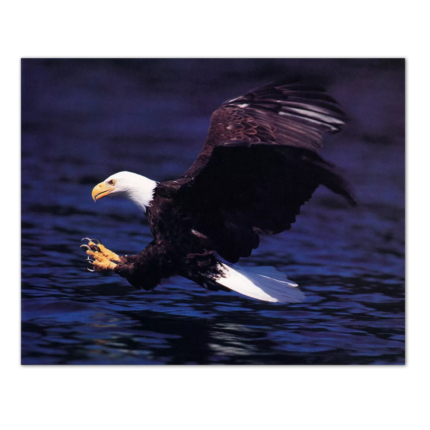 American Bald Eagle Bird Attacks in Lake w/ Claws Wall Picture 8x10 Art Print
