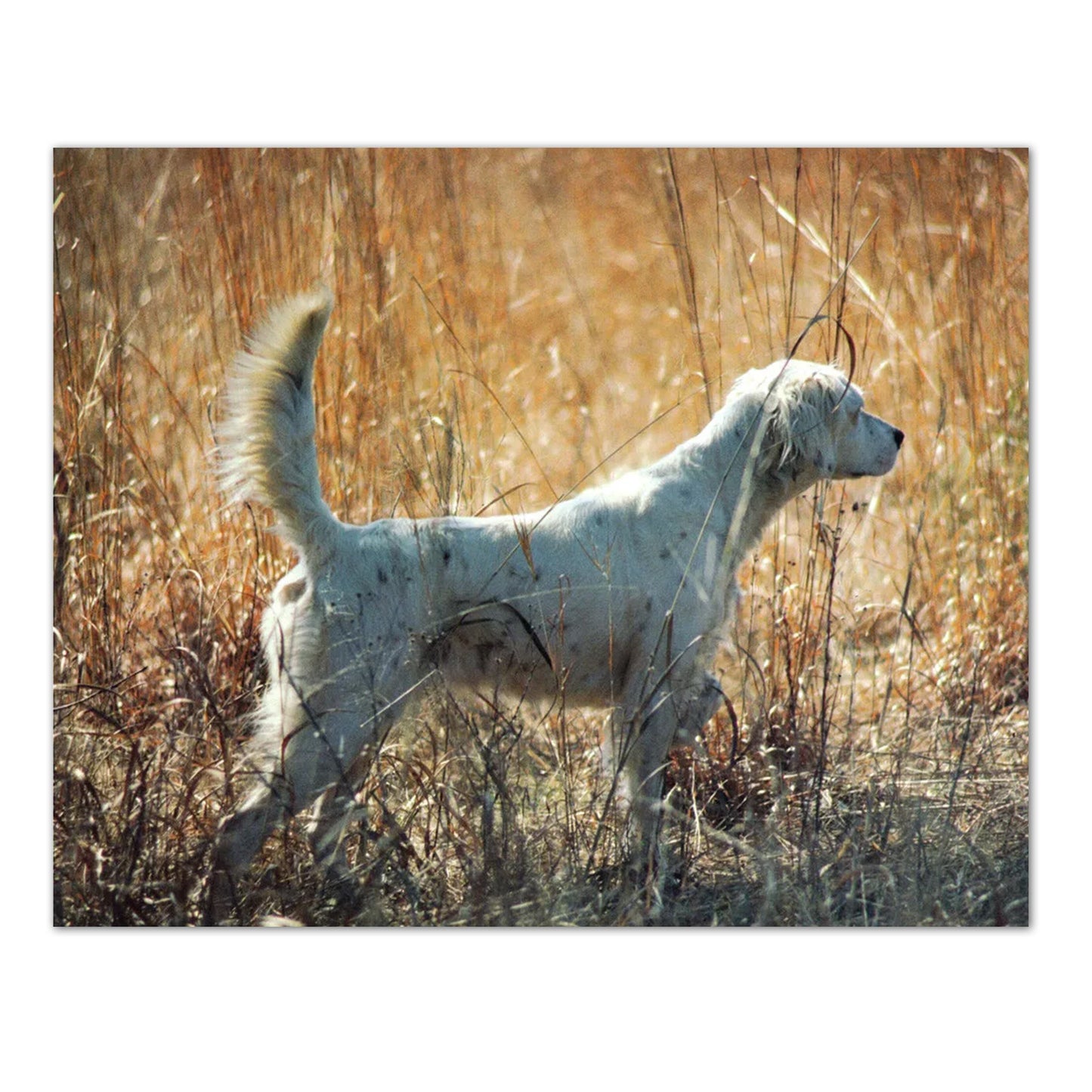 Setter Dog Hunting Field Cabin Wall Picture Art Print