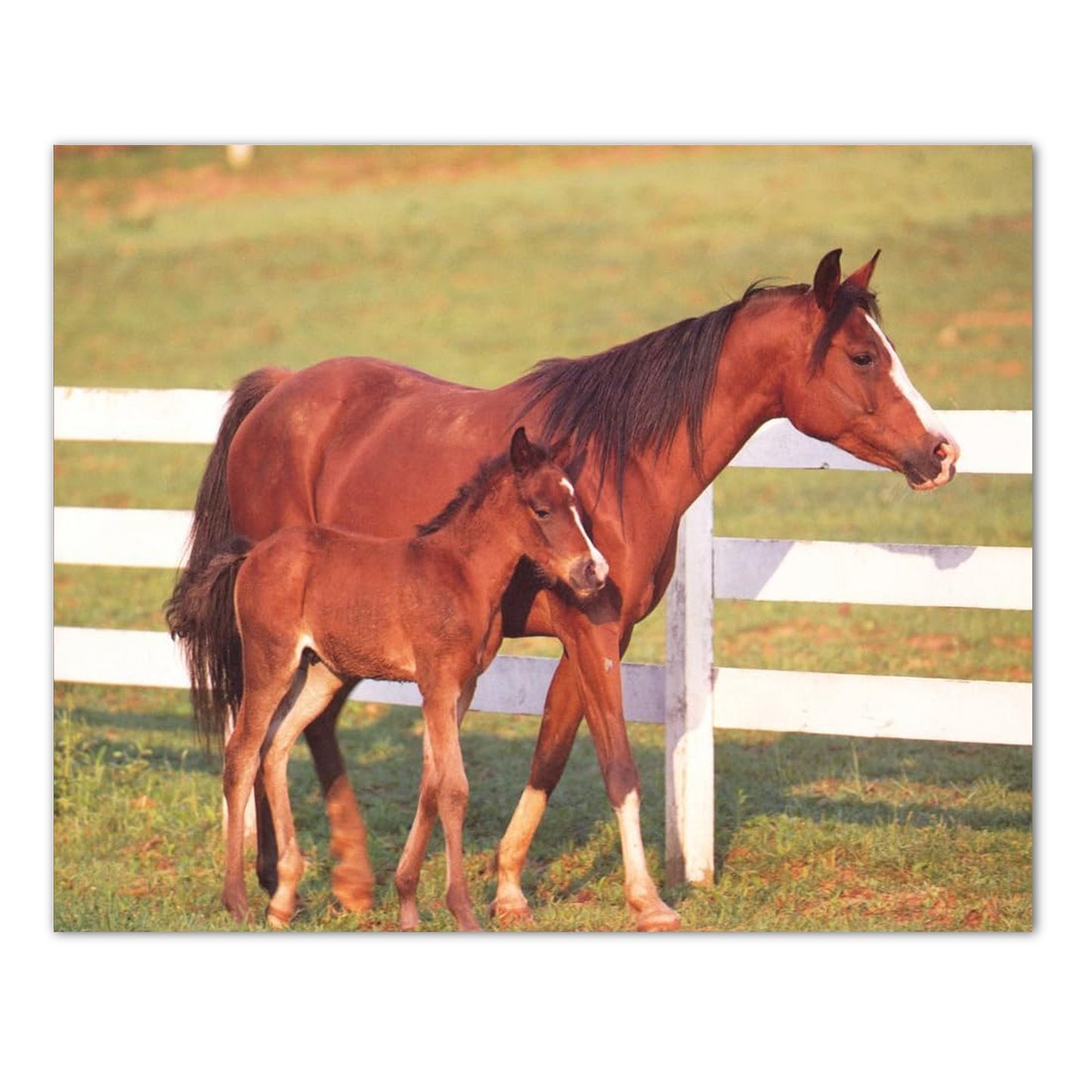 Horse Mare and Colt by Fence Western Cowboy Photo Wall Picture 8x10 Art Print