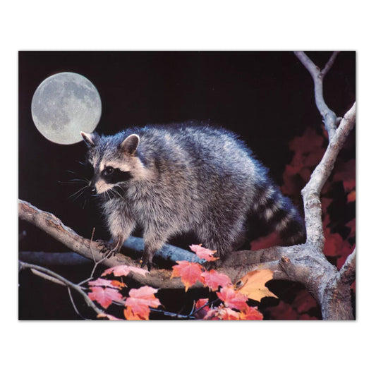 Raccoon Climbing in Tree at Night Full Moon Photo Wall Picture 8x10 Art Print