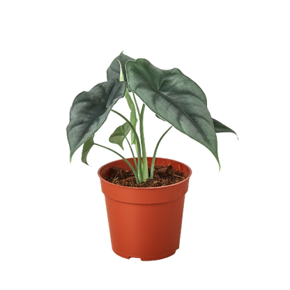 Alocasia Amazonica Reversa | Unique Arrowhead Plant | Moderate Care | House Plant Shop