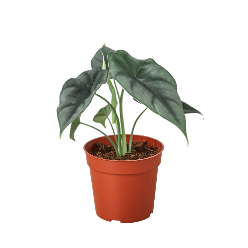Alocasia Amazonica Reversa - Unique Arrowhead Plant | Moderate Care Tropical Houseplant