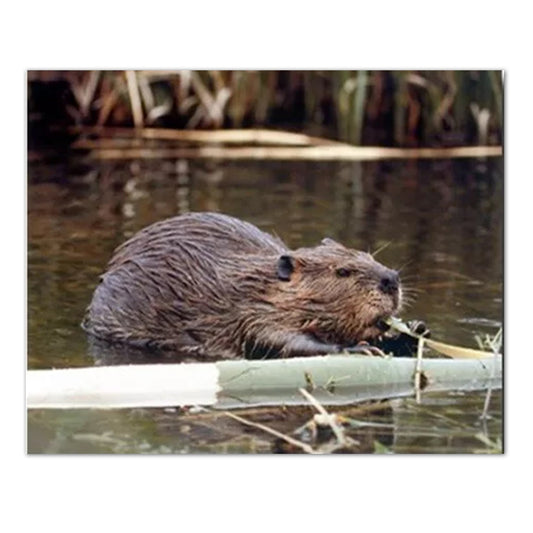 Beaver Lake Tree Log Cabin Wall Picture Art Print