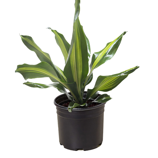 Dracaena Golden Heart - Air Purifying Indoor Houseplant with Golden Yellow Foliage