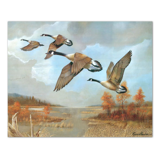 Canada Geese in Flight Over Marsh in Autumn 16x20 Art Print