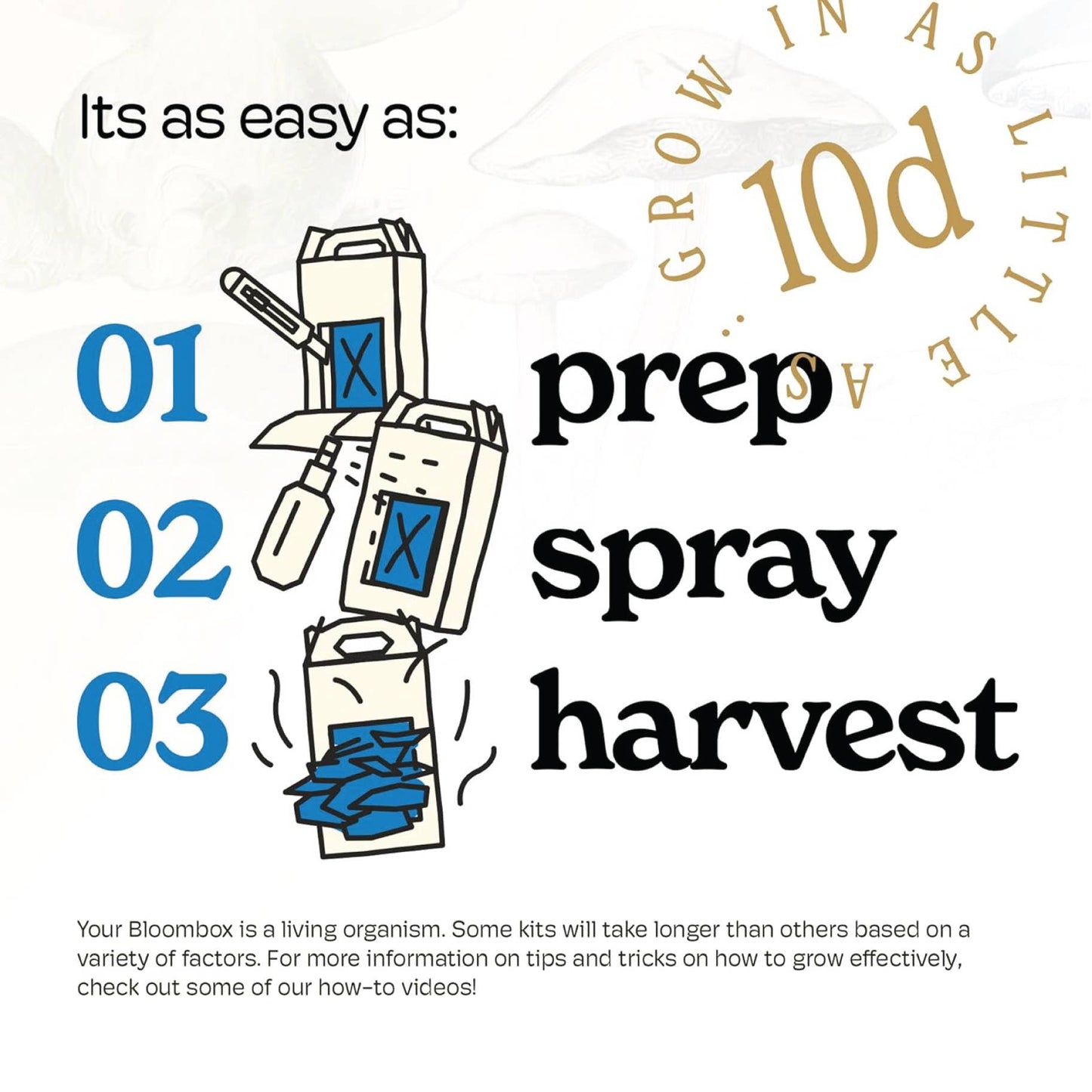 Blue Oyster Mushroom Grow Kit | Indoor DIY Garden Kit