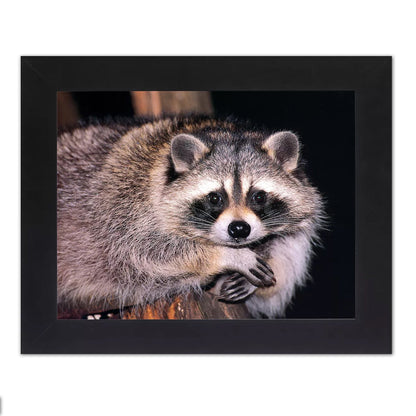 Raccoon Sitting with Arms Crossed Close Up Photo Wall Picture Black Framed