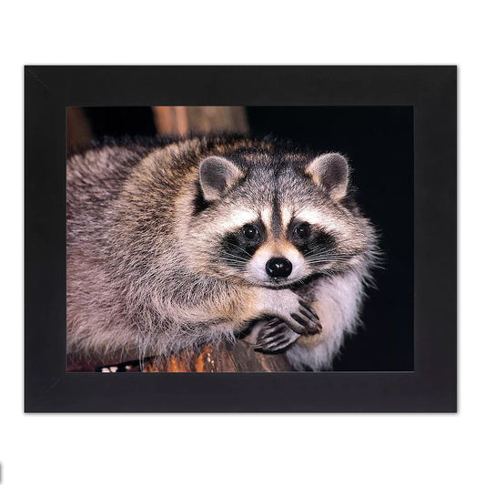 Raccoon Sitting with Arms Crossed Close Up Photo Wall Picture Black Framed