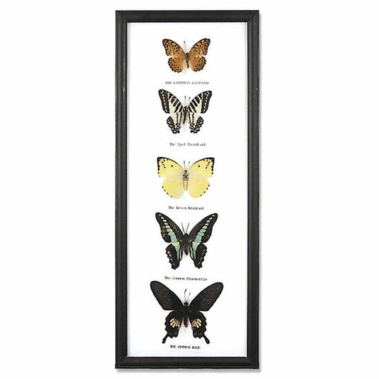 Butterfly Specimens Framed - BTF39