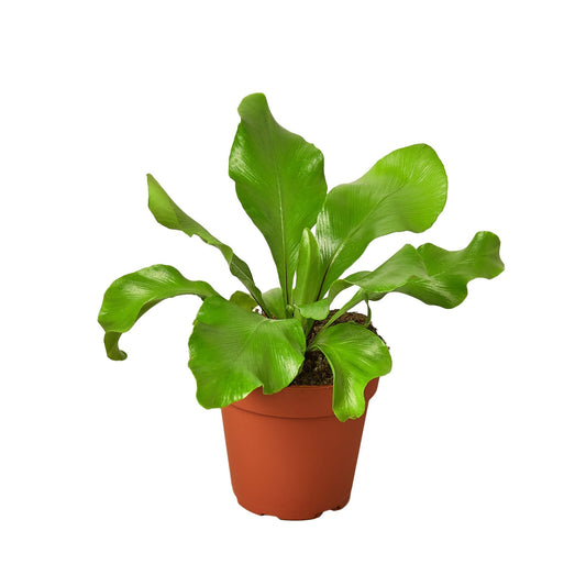 Bird's Nest Fern - Unique Rosette Indoor Houseplant | Easy Care, Air Purifying