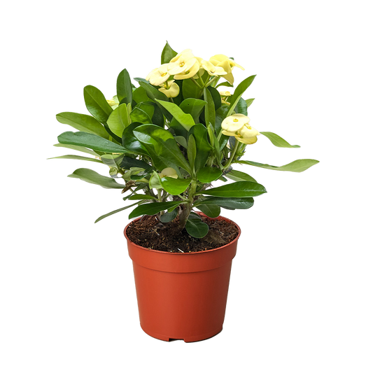 Crown of Thorns Plant – Thorny Succulent With Red Yellow Flowers | Easy Care Houseplant