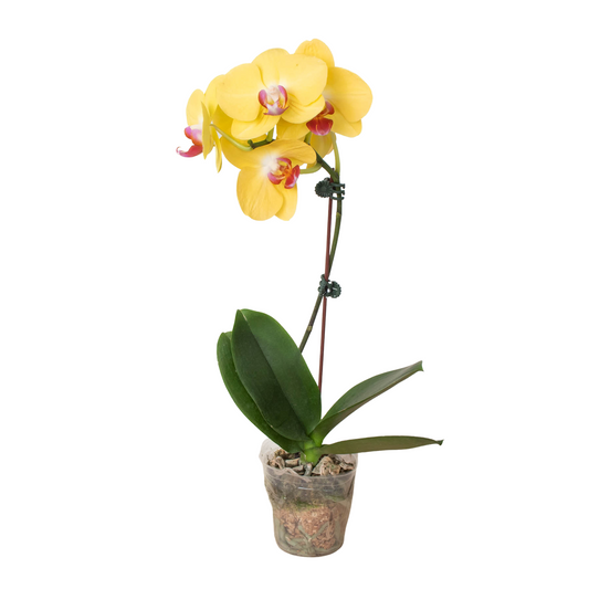 Yellow Phalaenopsis Orchid – Bright Yellow Flowers | Easy Care Orchids