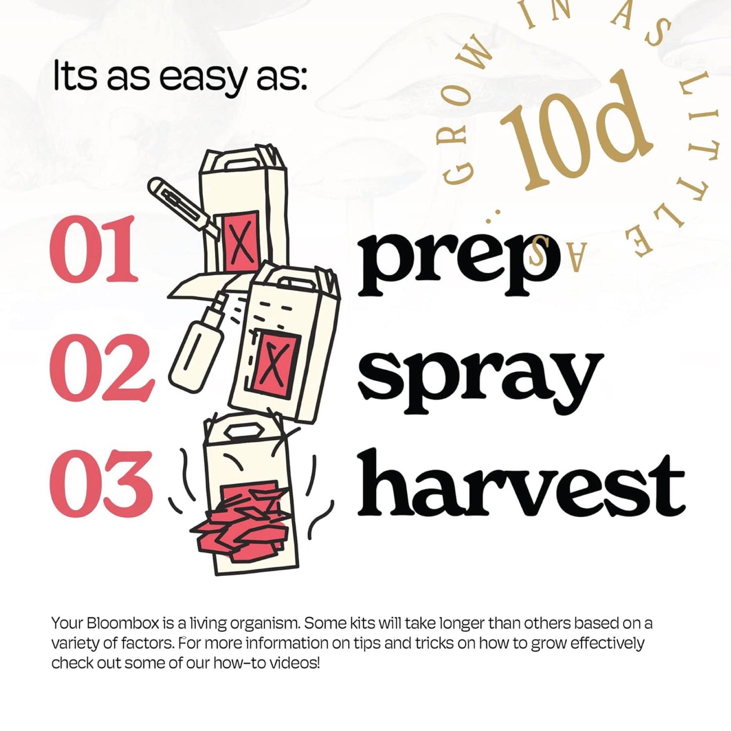 Pink Oyster Mushroom Grow Kit | DIY Indoor Garden Box | Gift