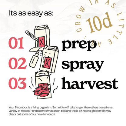 Pink Oyster Mushroom Grow Kit | DIY Indoor Garden Box | Gift