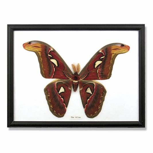 Giant Moth Specimens Framed - BTF40
