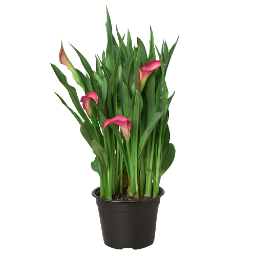 Calla Lily Plant – Elegant Flowering Houseplant With Colorful Trumpet Blooms
