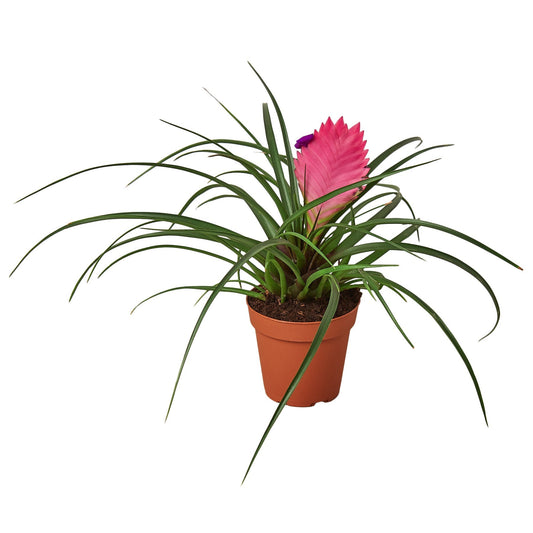 Bromeliad Pink Quill – Exotic Tropical Potted Plant With Pink Quill Flower