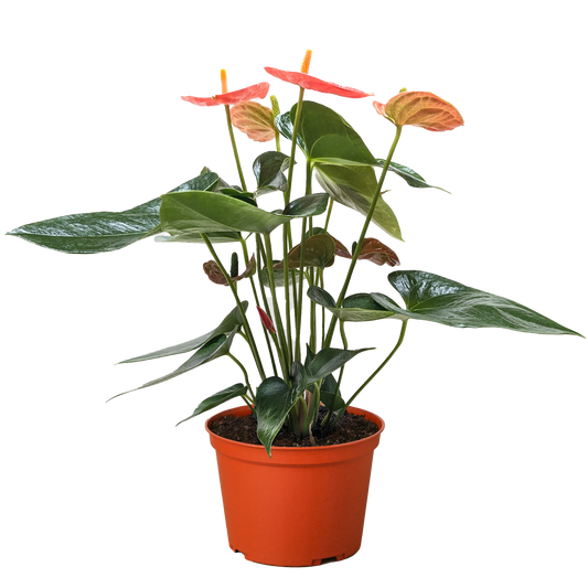 Anthurium Orange Plant – Bright Orange Spathes | Easy Care Tropical Houseplants