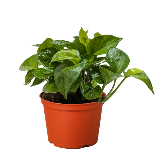 Pothos Lemon Top – Bright Yellow Variegated Foliage Plant | Easy Care Indoor Vine