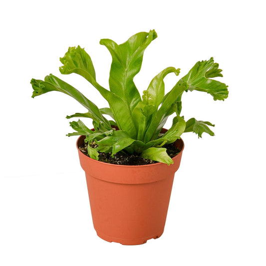 Bird's Nest Leslie Fern - Potted Houseplant With Bright Green Fronds & Lush Foliage