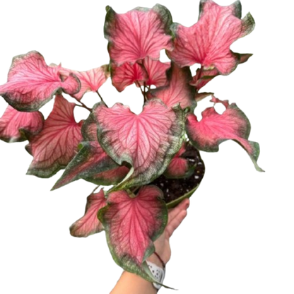 Caladium Red Flash | Bold Red & Green Tropical Foliage Plant | House Plant Shop