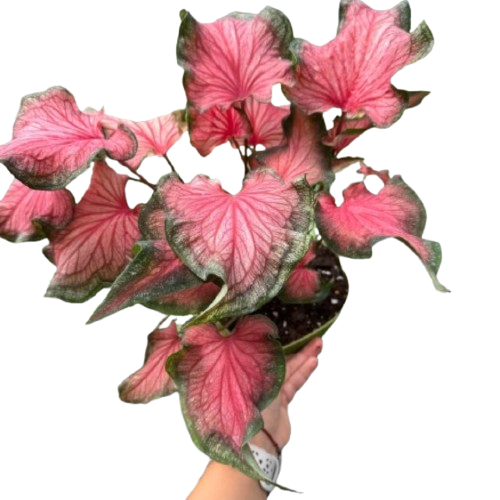 Caladium Red Flash - Tropical Foliage Plant With Red And Green Leaves | Easy Care Houseplant