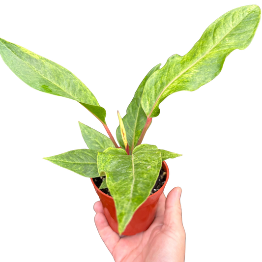 Anthurium Renaissance - Red Flowering Plant With Long Lasting Blooms & Air Purifying Foliage