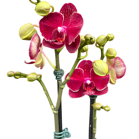 Red Phalaenopsis Orchid – Moth Orchid Plant with Long Blooming Red Flowers