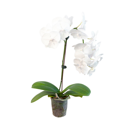 White Phalaenopsis Orchid – Indoor Flowering Plant With Long Lasting Blooms