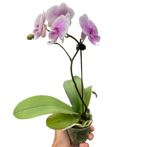 Light Pink Orchid - Phalaenopsis Flowering Houseplant With Long Lasting Flowers