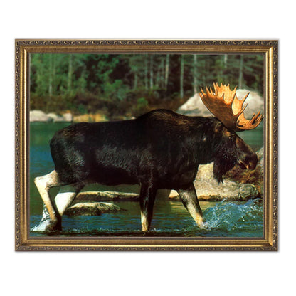 Big Moose Big Antler Rack River Crossing Wall Picture Gold Framed Art Print
