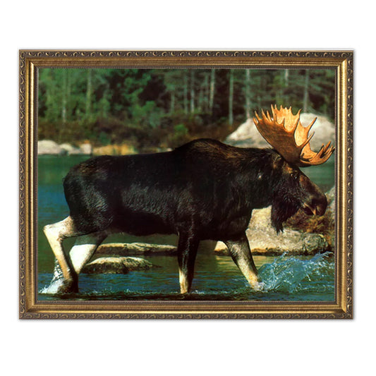 Big Moose Big Antler Rack River Crossing Wall Picture Gold Framed Art Print