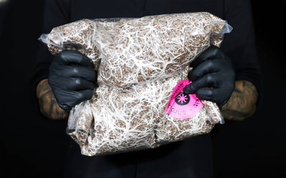 All-In-One Mushroom Grow Kit – Perfect for First-Time Grower