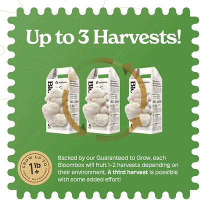 Lion’s Mane Mushroom Grow Kit | DIY Indoor Garden | Gift