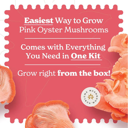 Pink Oyster Mushroom Grow Kit | DIY Indoor Garden Box | Gift