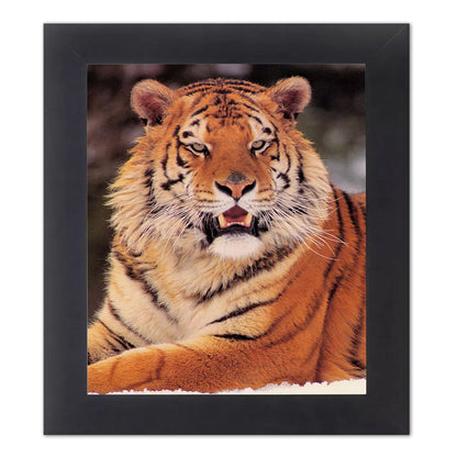 Siberian Tiger Laying in Ice Close Up Photo Wall Picture Black Framed