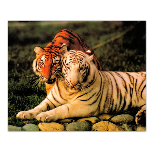 Tiger Pair White and Orange Tigers Up Close Photo Wall Picture 8x10 Art Print