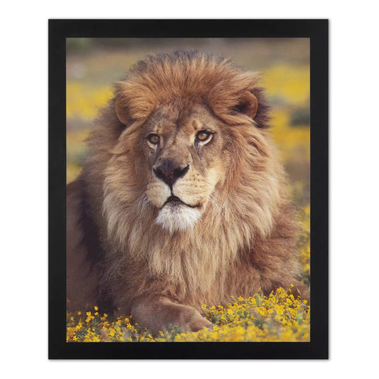 Big African Lion Sitting In Flowers Outdoor Wall Picture Black Framed Art Print