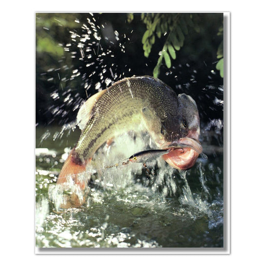 Large Mouth Bass Breaking Water Lure Hook Photo Wall Picture 8x10 Art Print