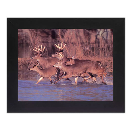 Herd of Deer Crossing Lake Bucks and Does Photo Wall Picture Black Framed