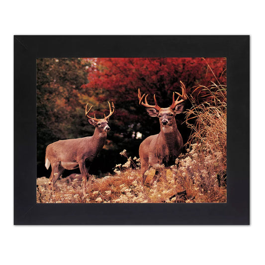 Two Buck Deer Large Antler Racks in Grass Photo Wall Picture Black Framed