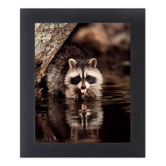 Raccoon Drinking Water under Tree Close Up Photo Wall Picture Black Framed