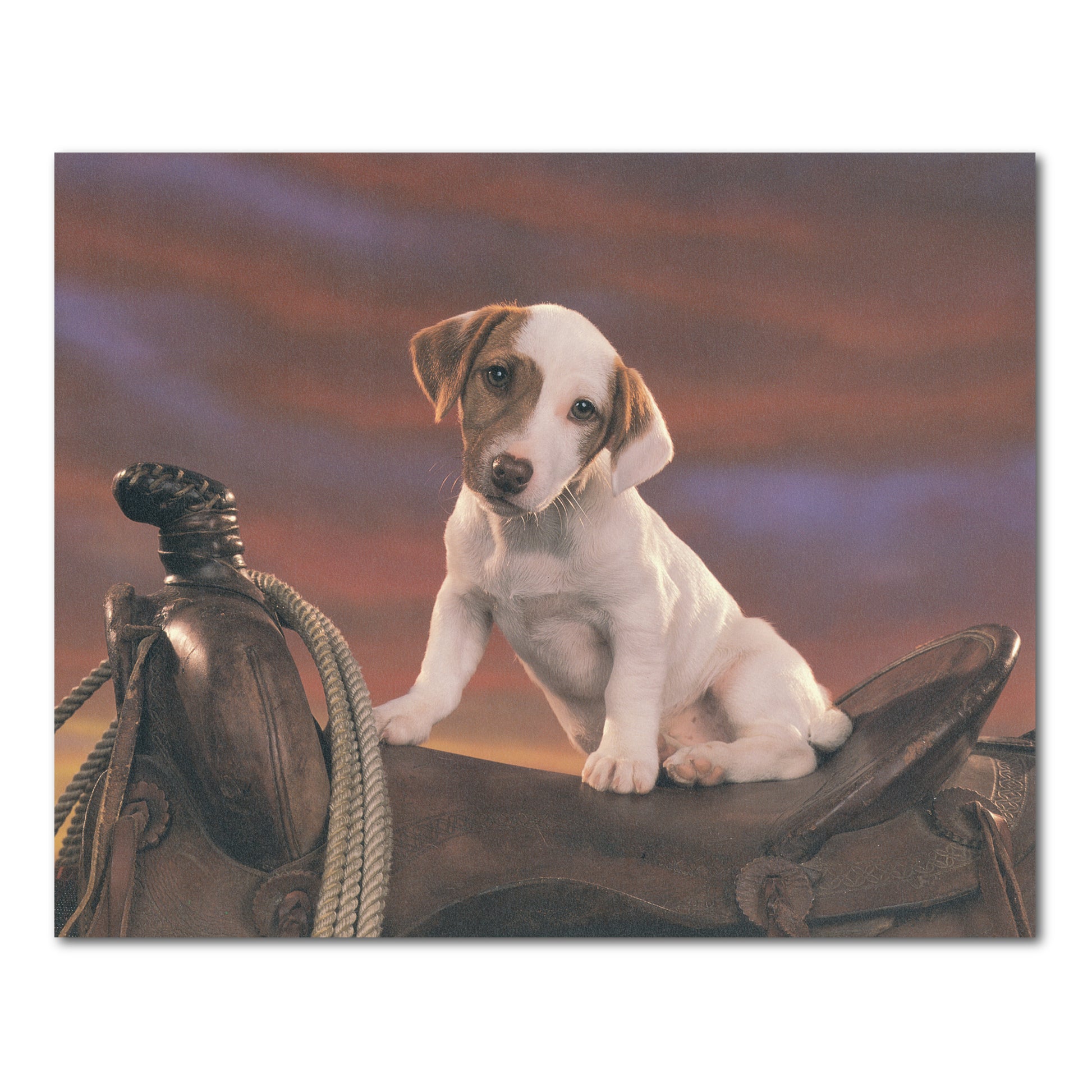 Western Cowboy Rodeo Saddle Rope Dog Animal Wall Picture 16x20 Art Print