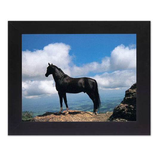 Black Stallion Horse Stands on Bluff Western Photo Wall Picture Black Framed