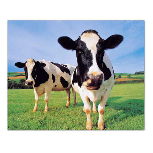 Two Holstein Cows Standing in Grass Farm Photo Wall Picture 8x10 Art Print
